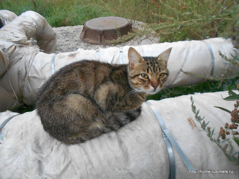 Кот